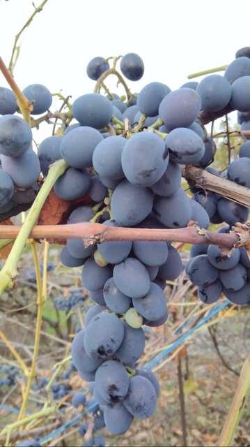 Червоний виноград