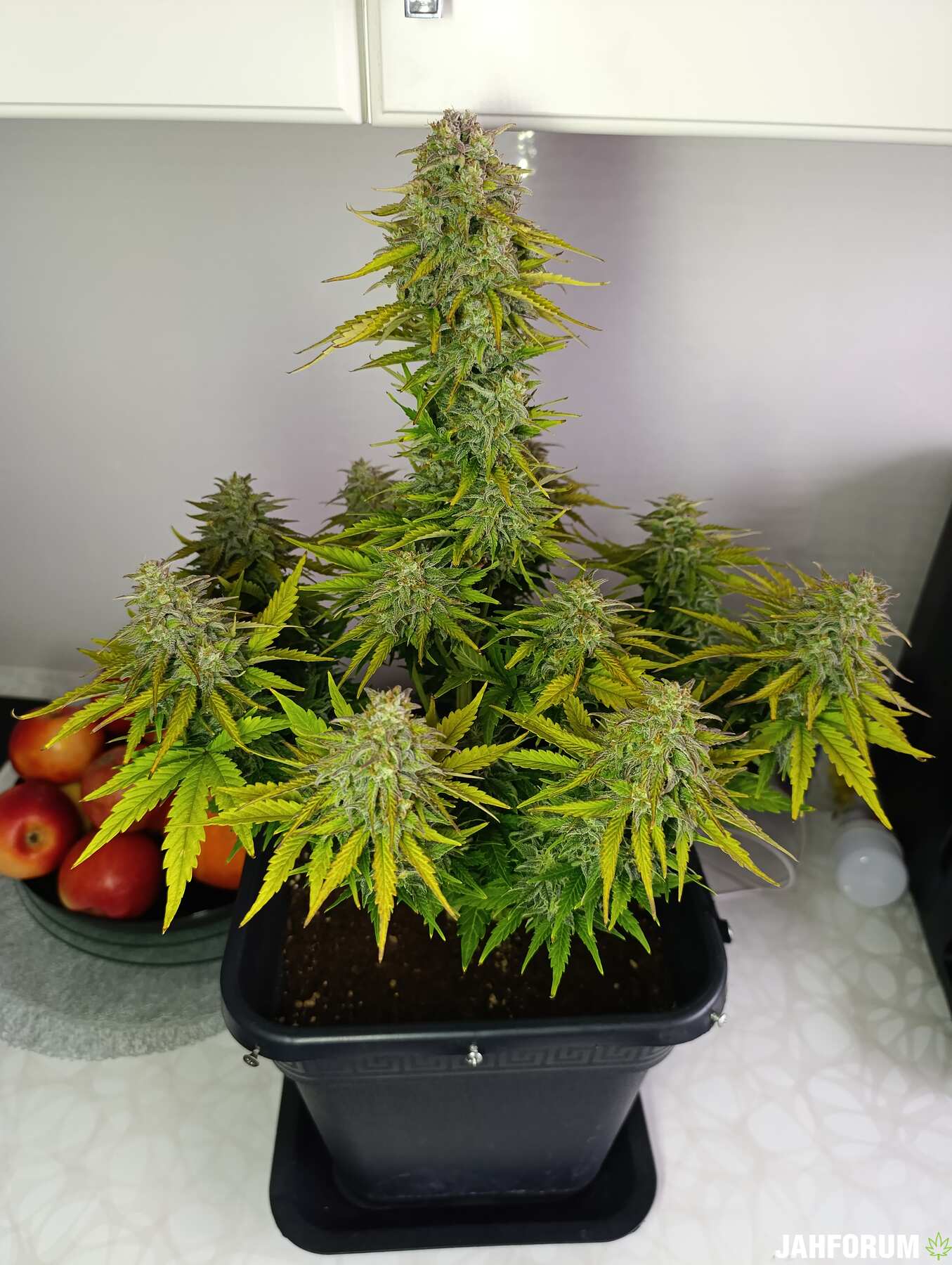 DOCTOR'S CHOICE Lowryder Automatic.Organics BioBizz