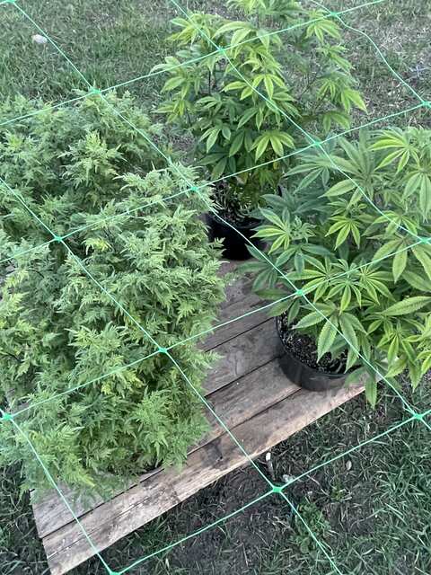 Ранняя весна