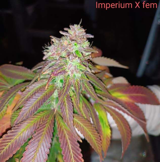 Imperium X fem. В семках.