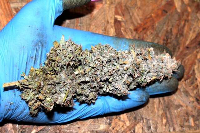 Gorilla Glue
