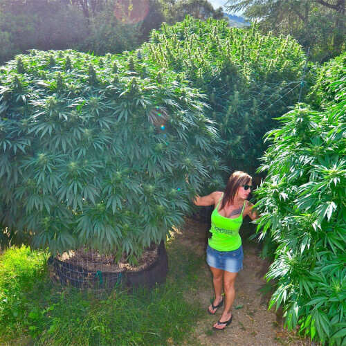 now-those-are-trees-cannabis-trees-500x500.jpg