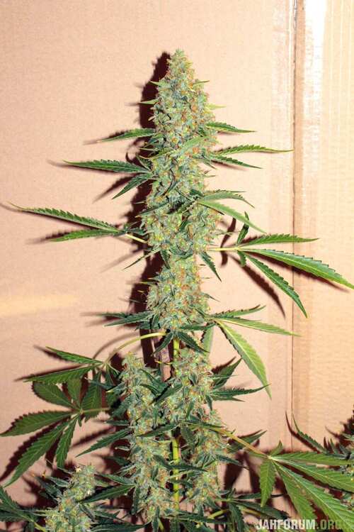 1528730170_Gushers10.thumb.JPG.b79aed7ce434f5e2df6b7abff16a5e7a.JPG