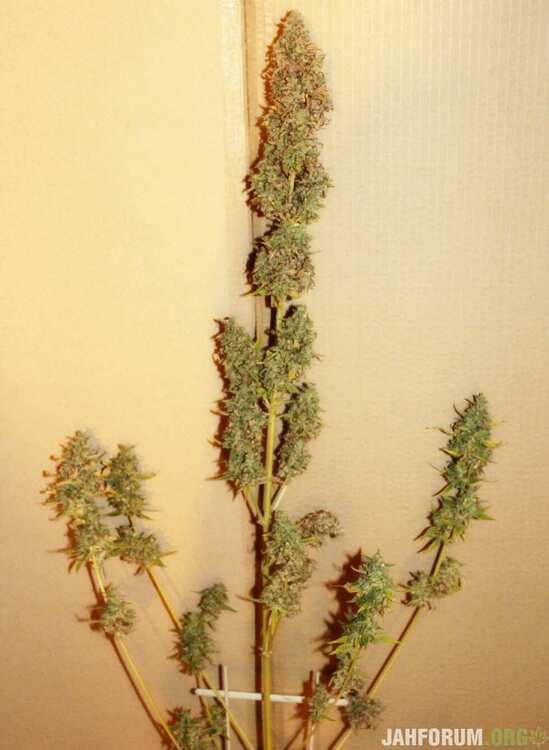 Gushers_harvest_33.thumb.JPG.cd288f7496be58fcbdea6b912a00dd8c.JPG