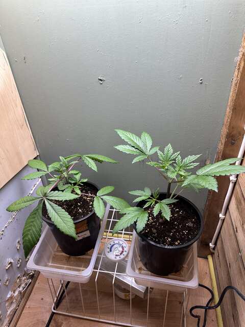 Jealousy+tangerine band / coco grow ghe TA