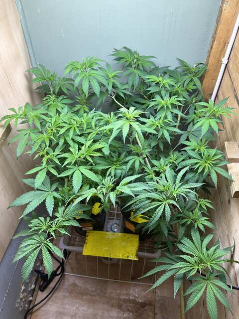 Supercrop