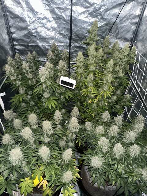 4 Autoflowers week 11
