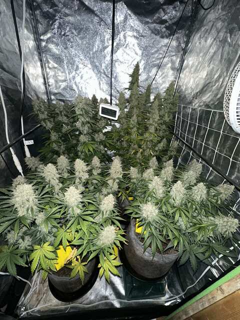 4 autoflowers week 11