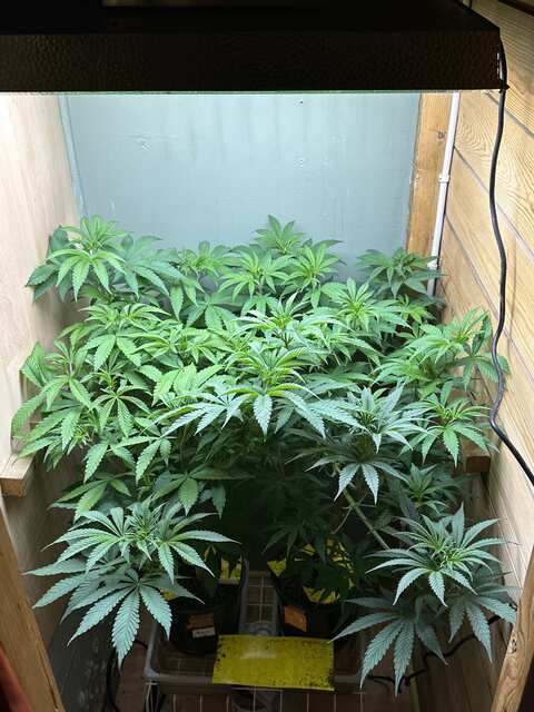 Jealousy , tangerine band vega