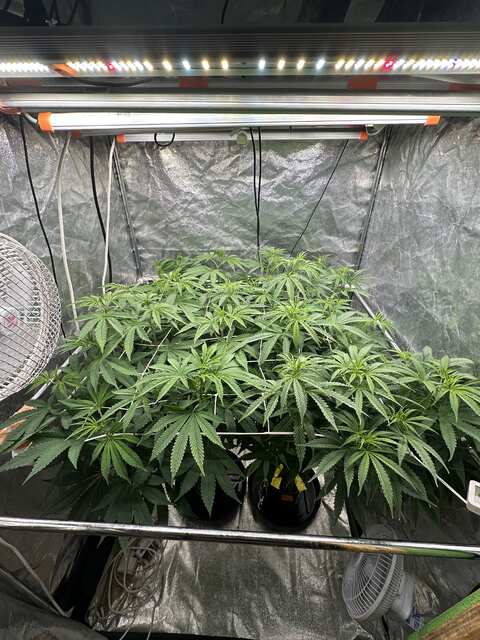 Jealousy tangerine band day-1 bloom 12/12