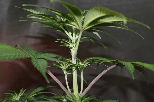Euphoria (Dutch Passion)