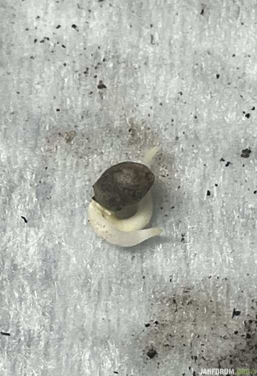 IMG_5287.thumb.jpeg.971f0eccb26cc5182d92820b1203852d.jpeg