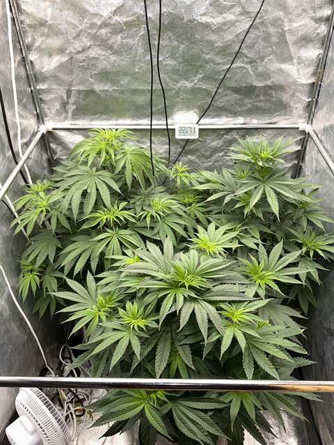 Day-35