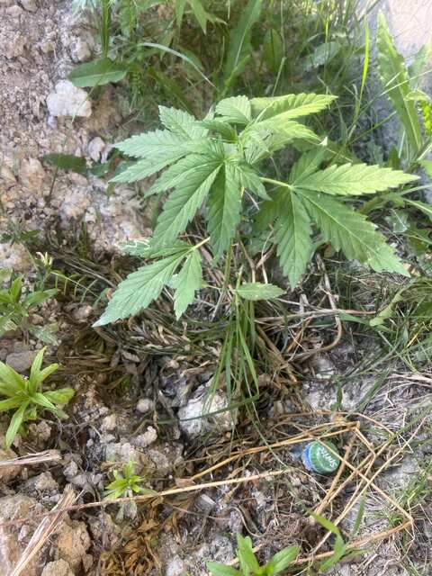 Jack Herer Auto