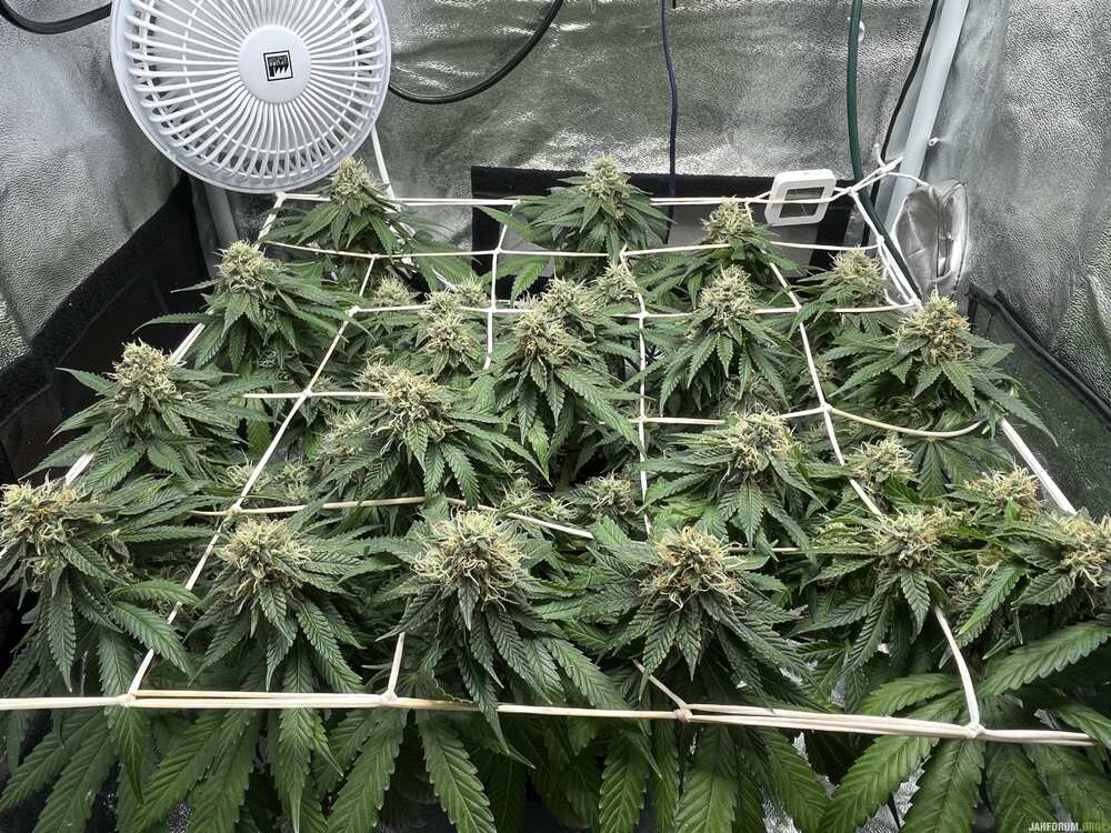 IMG_4855.jpeg