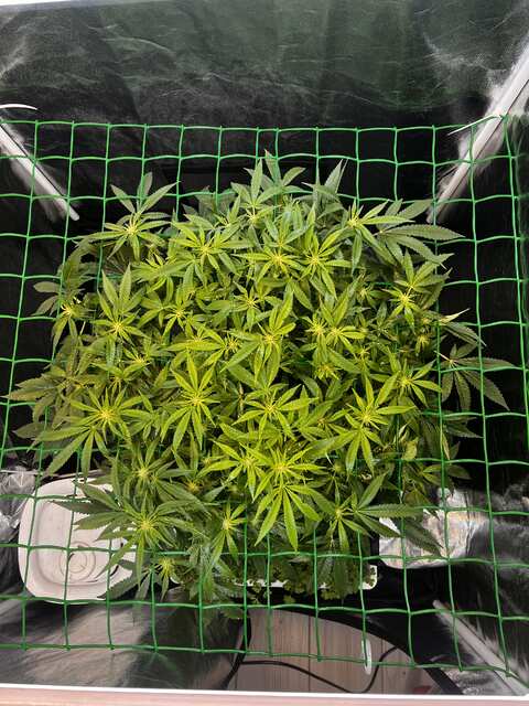 Frozen Black Cherry fem