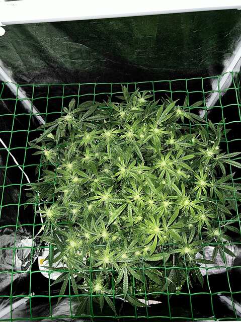 Frozen Black Cherry fem