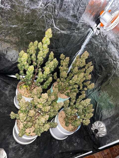 Organic