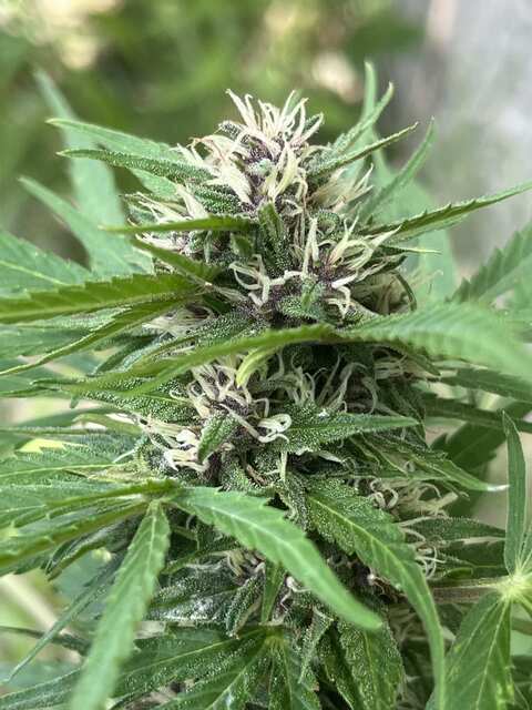 Auto Jack Herer fem.