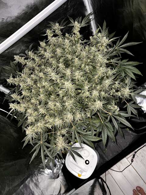 Frozen Black Cherry fem