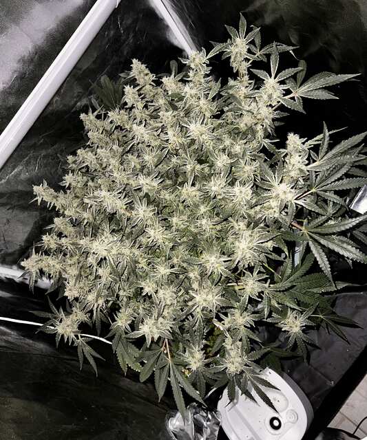 Frozen Black Cherry fem