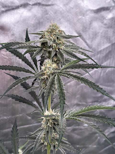 Big RBX2 Auto Fem