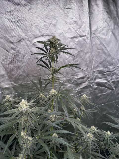 Big RBX2 Auto Fem