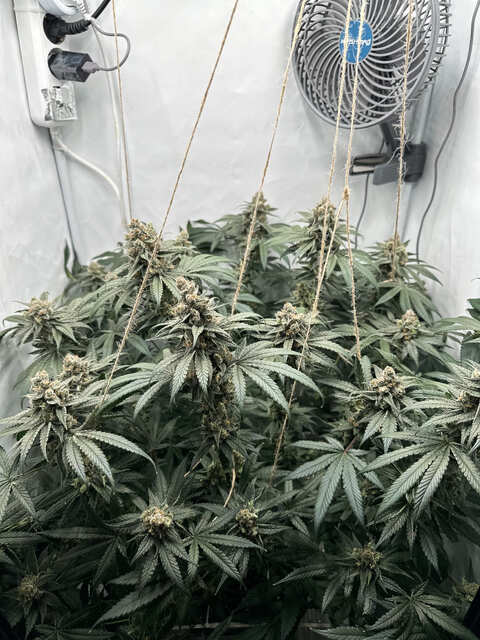 Gyat 52 day