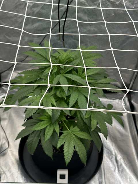 Week-5