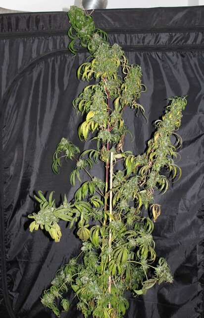Amnesia Haze (Royal Queen Seeds)