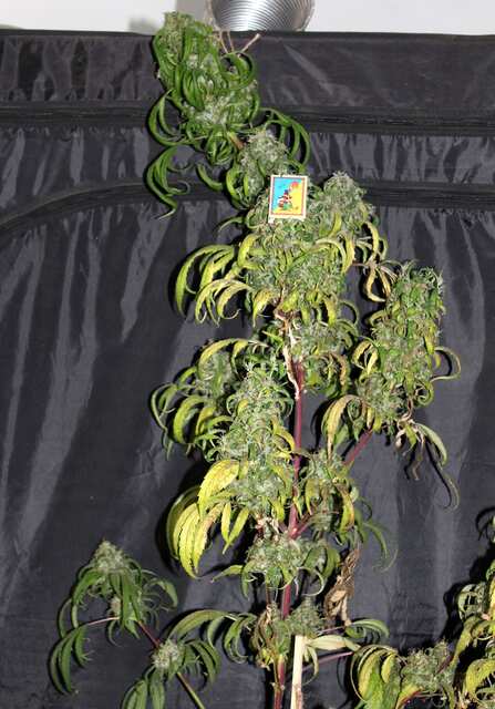 Amnesia Haze (Royal Queen Seeds)