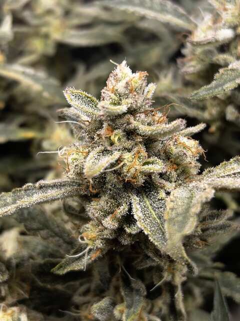 Frozen Black Cherry fem