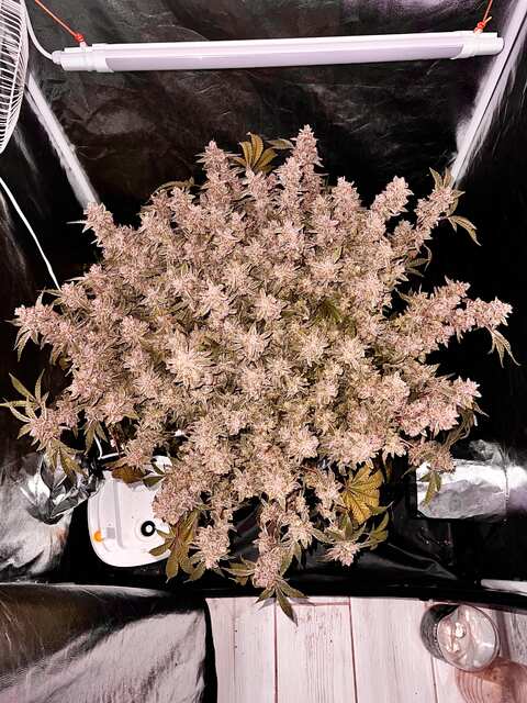 Frozen Black Cherry fem.