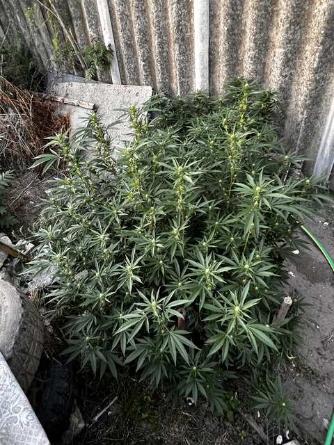 Slurricane IX fem.
