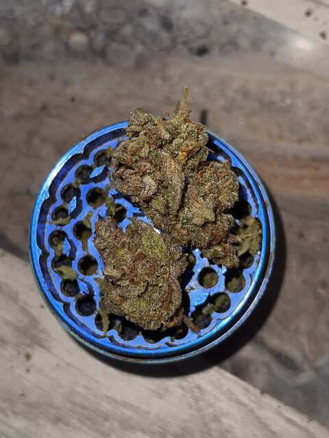 Frozen Black Cherry fem.