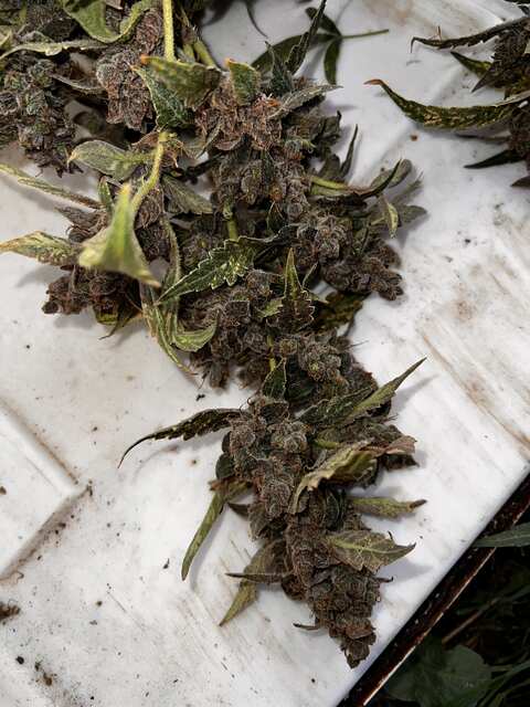 Big Grapes Gun auto