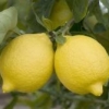 limon4ik